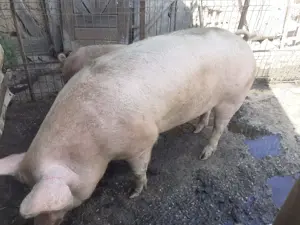 Vand porci - imagine 2