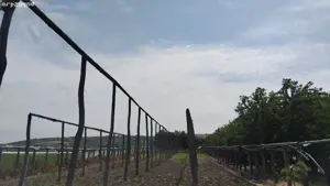 Teren agricol Trestiana - imagine 4 Teren agricol Trestiana - imagine 4