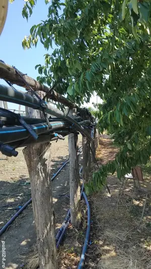 Teren agricol Trestiana - imagine 5 Teren agricol Trestiana - imagine 5