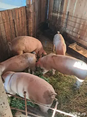 vand porci - imagine 2