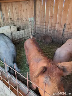 vand porci - imagine 3