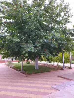 Proprietar, vând vilă în apropierea Bucureștiului - imagine 5