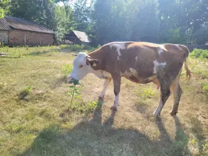 Vând vacă, 7 ani, 5 viței, 10l lapte mulsoare