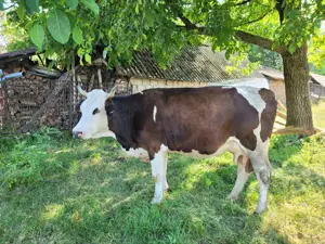 Vând vacă, 5 ani, 3 viței, 7l lapte mulsoare, gestantă în două luni