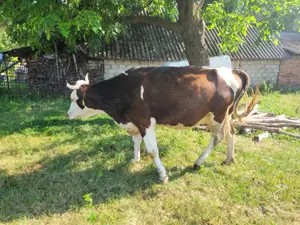 Vând vacă, 5 ani, 3 viței, 7l lapte mulsoare, gestantă în două luni - imagine 2