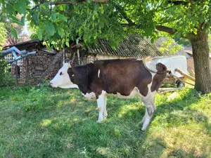 Vând vacă, 5 ani, 3 viței, 7l lapte mulsoare, gestantă în două luni - imagine 3