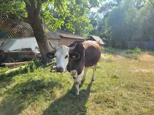 Vând vacă, 5 ani, 3 viței, 7l lapte mulsoare, gestantă în două luni - imagine 4