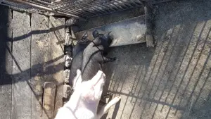 vand purcei frumosi si sanatosi - imagine 2