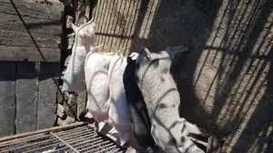 vand purcei frumosi si sanatosi