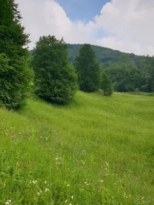 Vând teren Drajna - Cerașu