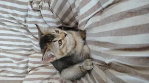 britich shorthair, scottich fold 