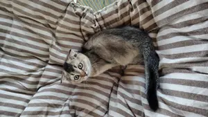 britich shorthair, scottich fold  - imagine 2 britich shorthair, scottich fold  - imagine 2