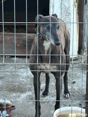 ogar femela cu pedegree vand urgent