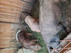 vand porci - imagine 2