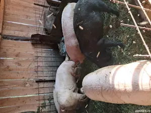 vand porci - imagine 4