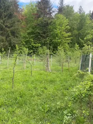 Vand teren extravilan zona usor accesibila, zona Colonia Mina 1 Mai - imagine 3