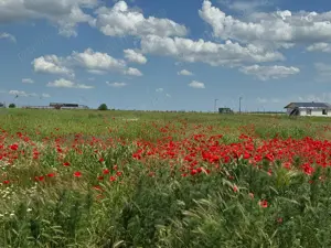 Vanzare Teren  intravilan 500mp  Cernica Balaceanca Ilfov  - imagine 2