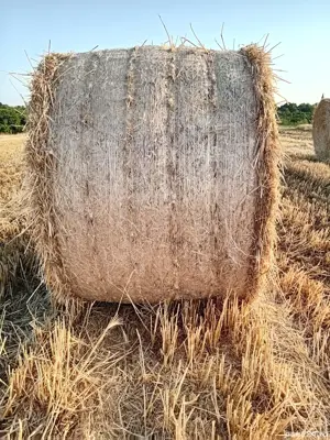 Vând Baloți de Paie semi tocate.  - imagine 4