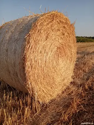 Vând Baloți de Paie semi tocate.  - imagine 3