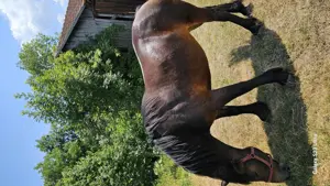 Se vinde iapa de 4 ani. - imagine 5