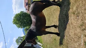 Se vinde iapa de 4 ani. - imagine 2