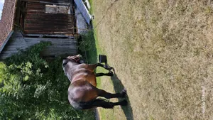 Iapa,4 ani - imagine 3