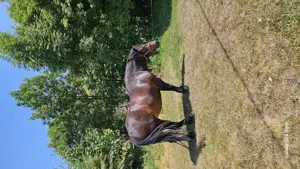 Se vinde iapa de 4 ani. - imagine 6