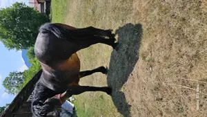 Se vinde iapa de 4 ani. - imagine 3