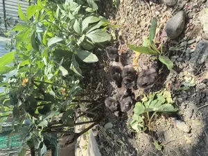 Pui de o zi rasa Plymouth rock barat 