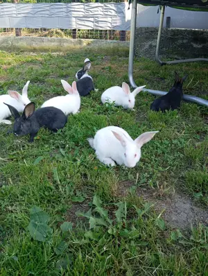 Iepuri de vanzare - imagine 2