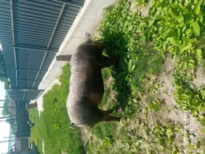 Vand vier  - imagine 2