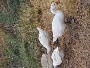 Boboci găscă mari peste 3 kg