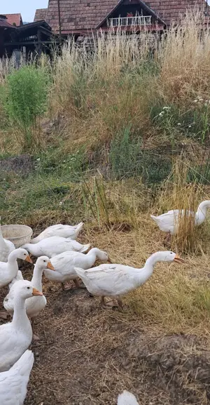 Boboci găscă mari peste 3 kg - imagine 3