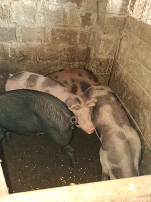 vand purcei  - imagine 4 vand purcei  - imagine 4