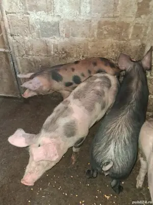 vand purcei  - imagine 3 vand purcei  - imagine 3