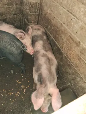 vand purcei  - imagine 5 vand purcei  - imagine 5