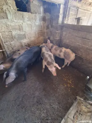 vand purcei  - imagine 2 vand purcei  - imagine 2