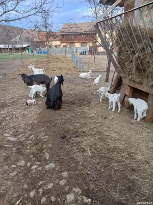 vand capre - imagine 2