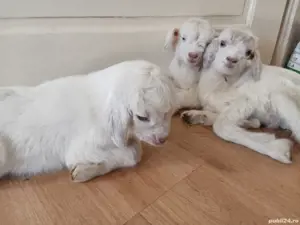 vand capre - imagine 3