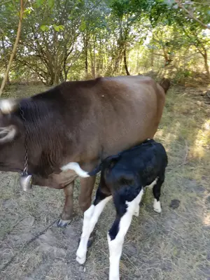 Vind vaca cu vițel 