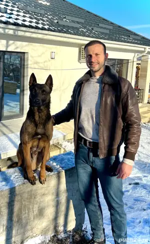 pui de Ciobanesc Belgian Malinois - imagine 4