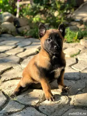 pui de Ciobanesc Belgian Malinois - imagine 2