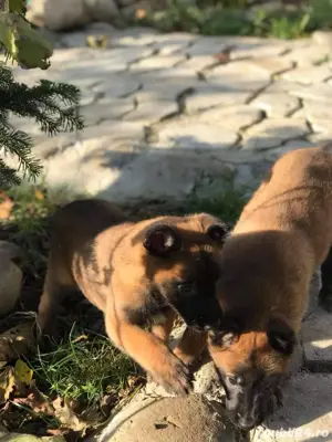 pui de Ciobanesc Belgian Malinois - imagine 3