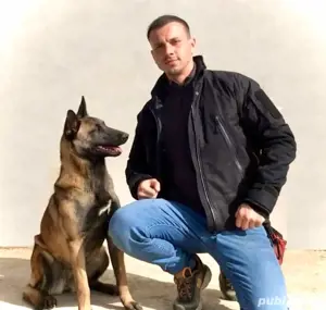 pui de Ciobanesc Belgian Malinois - imagine 5