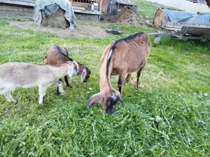 Vand doi ieduti anglonubieni