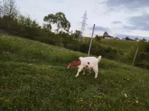 Vand patru ieduti - imagine 4