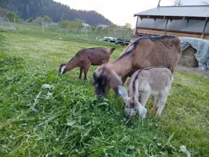 Vand doi ieduti anglonubieni - imagine 2