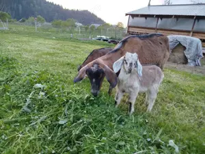 Vand patru ieduti - imagine 6