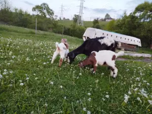 Vand patru ieduti - imagine 2