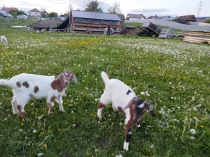 Vand patru ieduti - imagine 5